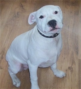 A white with brown Irish Staffordshire Bull Terrier puppy is wearing a black collar sitting on a hardwood floor