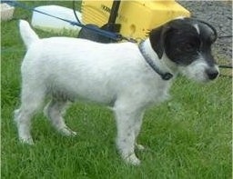 Side view - A white with black Jack Russell Terrier is standing in grass with a yellow radio behind it