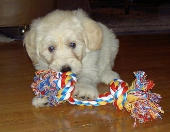 A small tan Labradoodle puppy is laying on a hardwood floor and playing with a rope toy