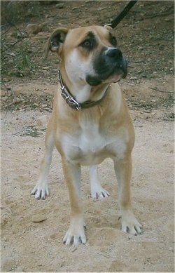 Front view - A tan with white and black Presso de Presa Mallorquin dog is standing in dirt and it is looking up and to the right.