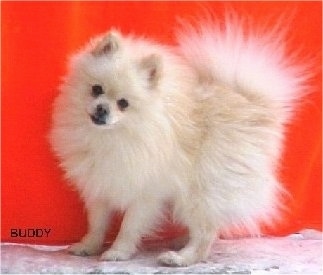 Left Profile - A cream colored Pomeranian is standing on a concrete surface and its head is tilted to the right. There is a red wall behind it.
