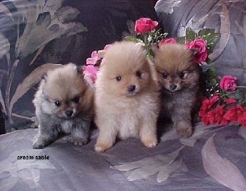 Three small fluffy Pomeranian Puppies are sitting on a couch and they are looking forward. There are pink and red flowers to the right and behind them.