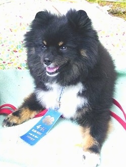 Front view - A fluffy black with tan and white Pomeranian dog is laying on a bed and it is looking to the left. It is wearing a blue ribbon.
