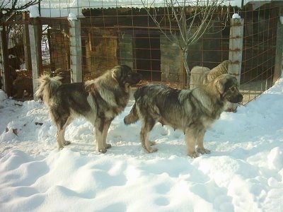 Right Profile - Two black and tan Sarplaninacs are standing in snow and they are looking to the right. There is a dog kennel behind them.