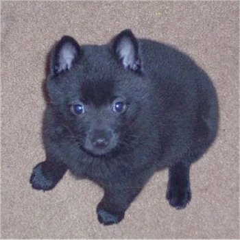 Top down view of a fuzzy black Schipperke puppy that it is sitting on a carpet and it is looking up.