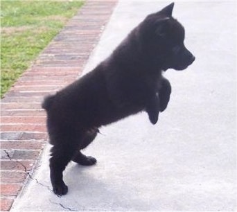 The right side of a small perk eared black Schipperke puppy that is preparing to bounce on a sidewalk. Both of its front paws are off of the ground.