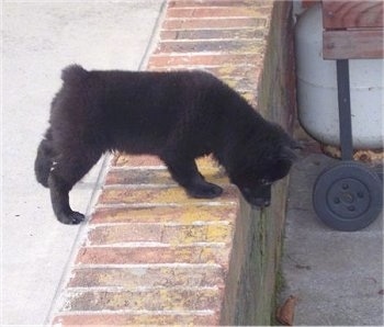 The right side of a black Schipperke puppy is looking over the edge of a brick step. The dog has a tiny nub of a tail and small pointy ears.