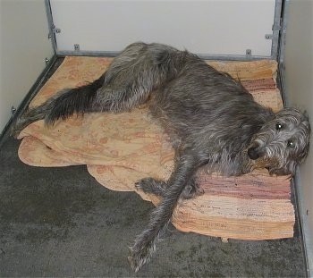 The right side of a tall, wiry grey Scottish Deerhound that is laying down on a blanket. It is looking forward and up.