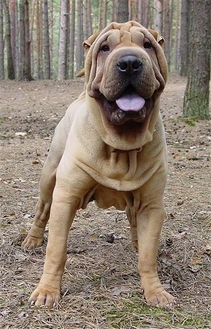 Front view - A wrinkled, tan Chinese Shar-Pei dog standing outside in brown grass looking forward. Its mouth is open, its black tongue is out and it looks like it is smiling. The dog has a lot of extra skin. There are trees behind it.