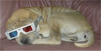 A wrinkly tan Shar-Pei puppy is laying across a couch and it has a pair of 3D glasses on its head. The pup has a big head and a thick tail.