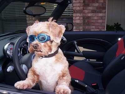 A shaved brown with white Shih-Poo is jumped up against the drivers side door of a conertible vehicle. The dog is wearing a pair of blue goggle glasses and it is looking to the left.