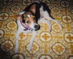 A white and black with tan Smooth Fox Terrier is laying across a tiled floor, it is looking up and its head is facing the right. It has perk ears.