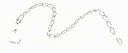 A drawing of a Tapeworm