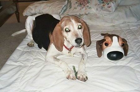 A white with black and brown Treeing Walker Coonhound is laying on a bed and to the right of it is a plush dog toy with a large head and large nose. The toy looks like the dog.