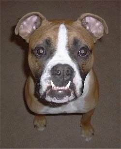 Top down view of a tan with white and black Valley Bulldog puppy that is sitting on a carpet and it is looking up. The dog has an underbite and its bottom canine teeth are showing on top of its lips. It has a black nose.