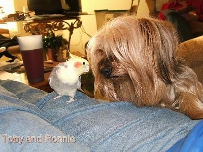 The left side of a longhaired, brown with black Yorkie that is laying next to a person's leg. On the persons lef is a Cockatiel bird. The bird and the Yorkie are looking each other in the eyes.