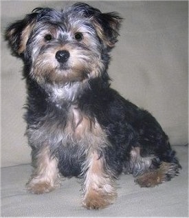 The left side of a soft looking, black with brown Yorkipoo puppy sitting across a couch and it is looking forward. It has wide round eyes and a black nose. Its small ears are set wide apart on each side of its head and hang down to the sides.