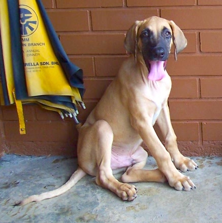 A large breed tan puppy with a black muzzle and extra skin around his chest and neck area, long hanging ears, a long tail and large paws sitting down against a brick wall