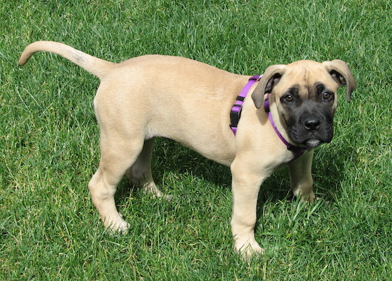 A large breed tan puppy with a black face wearing a purple harness standing outside in green grass