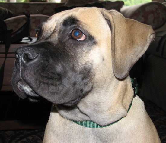 Close up head shot of a large breed tan puppy with a black muzzle wearing a green collar
