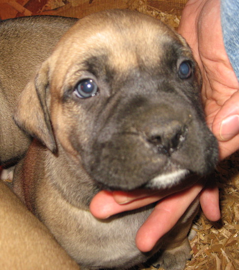 A young large breed tan puppy with a black muzzle and blue eyes with ears that hang to the sides