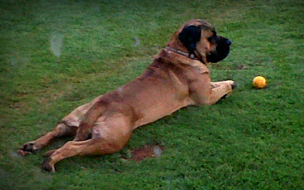 A large breed tan and black mastiff dog with a big head and a muscular body laying down in grass with frog legs