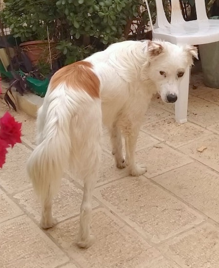 A thick coated, white dog with a tan spot on his back standing outside on a stone patio