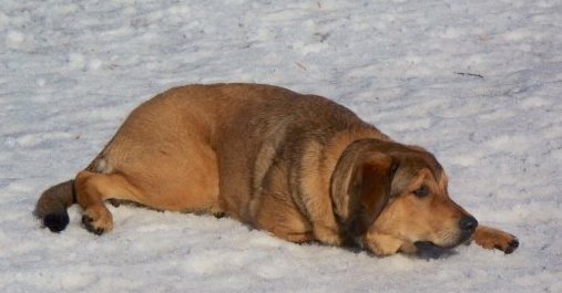 A large breed fawn, tan dog with black tipped fur, ears that hang to the sides and a big black nose laying down in the snow