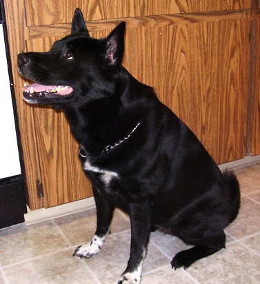 Side view - A thick bodied black dog with white on her chest and front paws sitting down facing the left