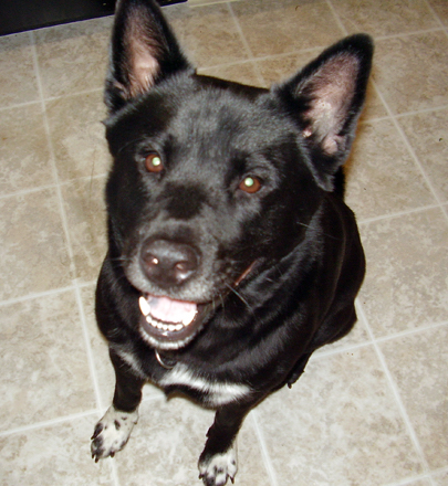 A black dog with a big head and small pointy ears that stand up sitting down looking up