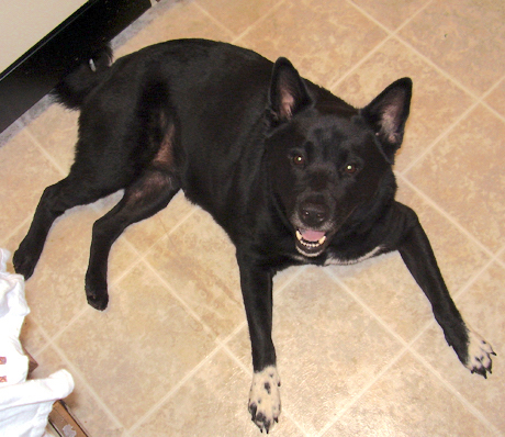 A big large breed black dog with two white front paws with black spots on them laying down on a kitchen floor