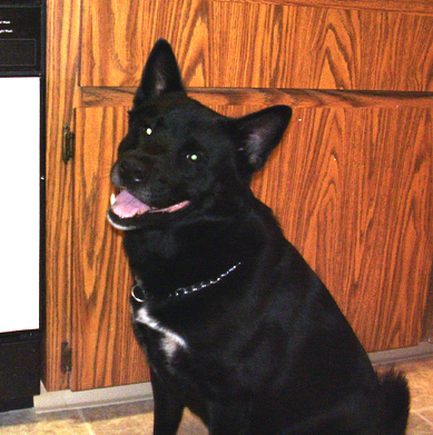 A wide, muscular black dog with prick ears that stand up, a black nose and a very large neck sitting down with her pink tongue showing