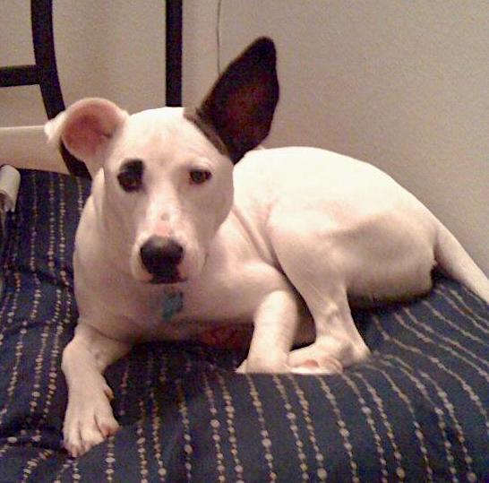 A large breed white dog with two large ears, one that stands up and one that flops over