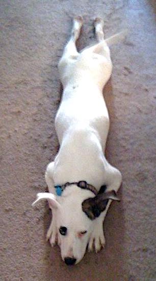 A large breed white dog with black on her left eye and right ear laying down all stretched out