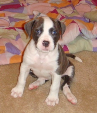 A blue-gray and white puppy with a wide chest and a long tail sitting down inside a house