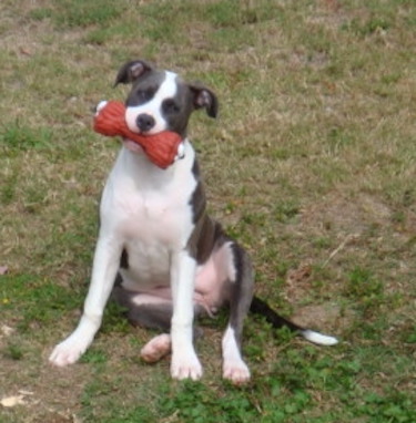 A gray and white dog with long front white legs with rose ears that stand out to the sides sitting down with a red rubber toy in her mouth