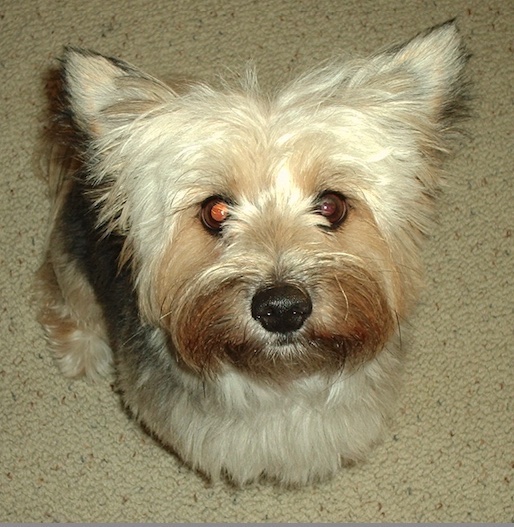 A long-coated, soft-looking tan, cream and black colored dog with a black nose and round brown eyes sitting down looking up