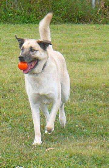 A large breed, tan dog with a black muzzle and black ears running in the grass with an orange ball in his mouth