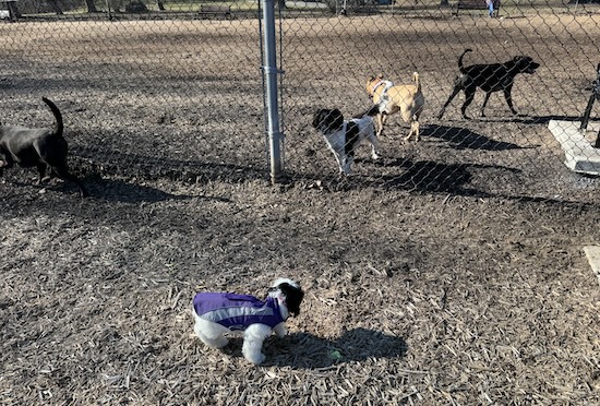 A toy breed watching the big dogs over on the large dog park play area