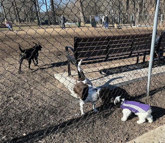 A little toy breed puppy sniffing Brittany Spaniel through a fence