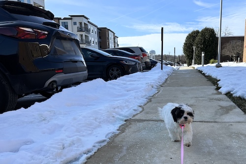 A little Shih-Poo puppy walking down a sidewalk next to parked cars