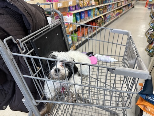 A small fluffy muddy white dog in a shopping cart at a pet store
