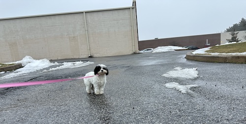 A little white dog with black patches on her face standing in a parking lot