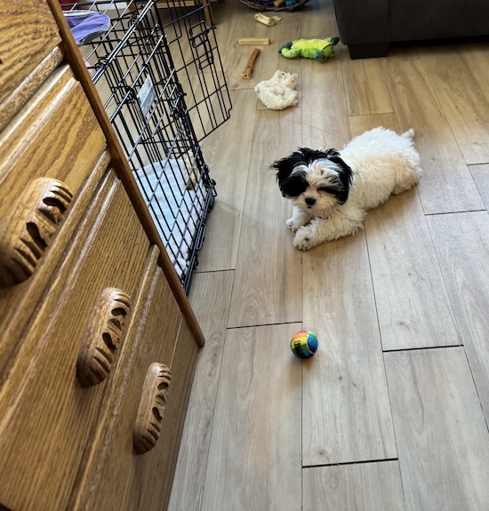 A fluffy little white and black dog laying on the floor surrounded by her toys
