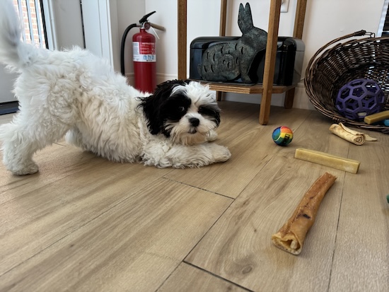 A little dog play bowing at her toys