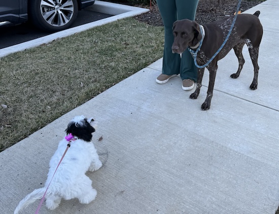 A little fluffy white and black dog pulling towards a large breed pointer dog on a sidewalk