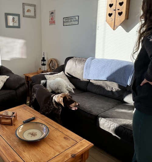 A small toy sized dog smelling a German Shorthair Pointer who is standing on the floor while a girl watches