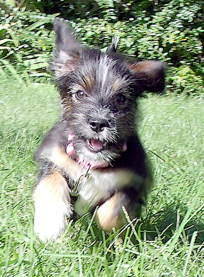 A fluffy little black, tan and white puppy wearing a pink collar running through the grass looking happy