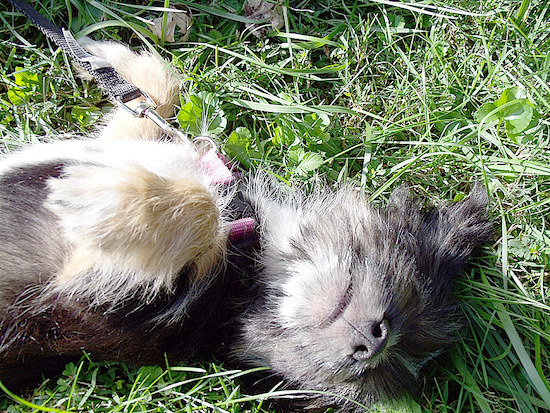 A small longhaired black, tan and white puppy laying up-side-down in the grass sunning her belly