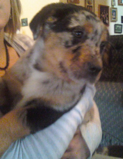 A person holding a tan, black, gray and white merle colored puppy that has ears that fold to the sides, dark eyes and a black nose